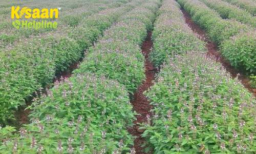 तुलसी की व्यावसायिक खेती, जानिए तुलसी का महत्त्व और व्यावसायिक लाभ के बारे में